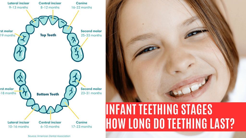 infant teething stages how long do teething last