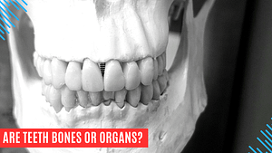 are teeth bones or organs